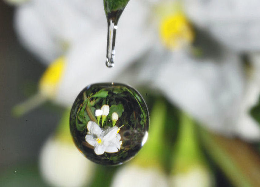 Sfocato......nitido?.....ambedue.....